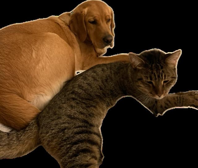 Picture of my pets